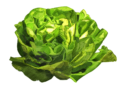 A lettuce for the tutorial display an image with SDL_image